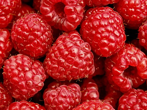 Christmas Hills Raspberry Farm Cafe - Maitland Accommodation 2