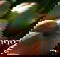 Denmark Heritage Cider Company - Maitland Accommodation