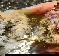 Sushi Ko - Maitland Accommodation