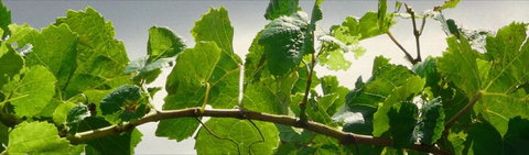 Angullong Cellar Door - Maitland Accommodation 2