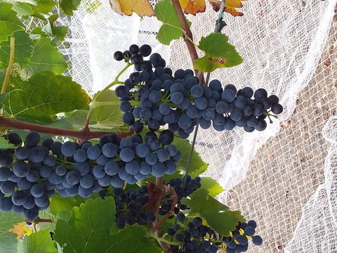 Clayfield Wines - Maitland Accommodation 1