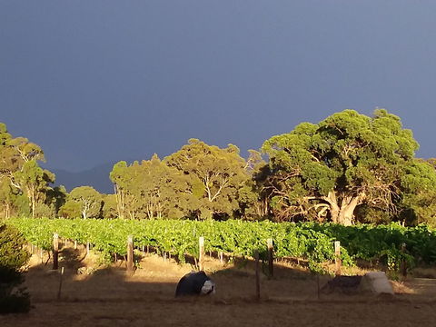 Clayfield Wines - Maitland Accommodation 2