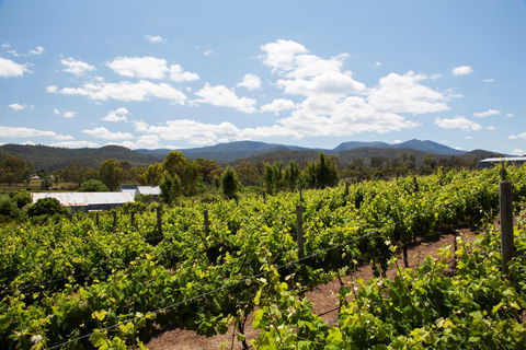 Politini Wines - Maitland Accommodation 1