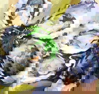 Captain  Co Fish Bar - Maitland Accommodation