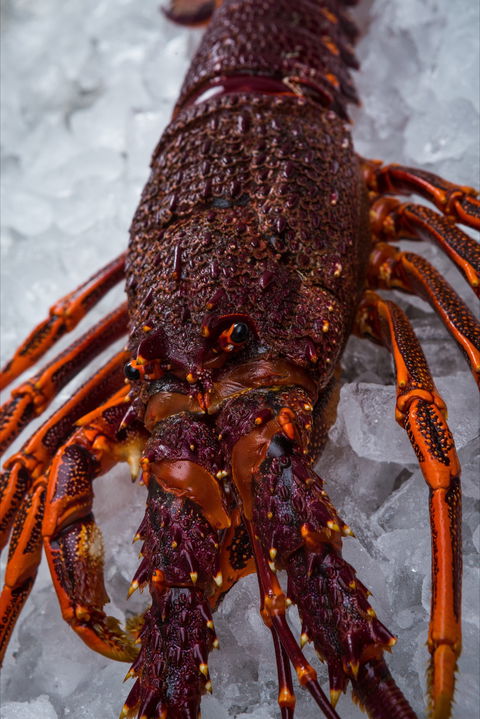Lobster Shack Tasmania - Maitland Accommodation 0