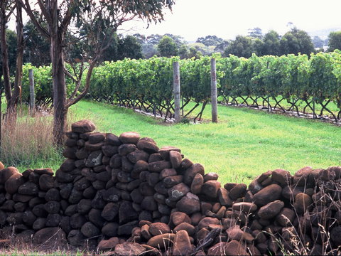 Spring Vale Vineyard - Maitland Accommodation 0