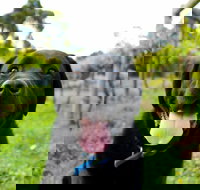 Every Man and His Dog Vineyard - Maitland Accommodation