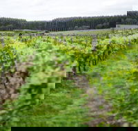 Suffoir Winery Brewery and Cidery - Maitland Accommodation