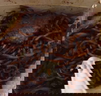 Delahey Noodle Bar - Maitland Accommodation