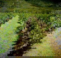 Gartelmann Wines - Maitland Accommodation