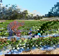 The Big Strawberry - Maitland Accommodation
