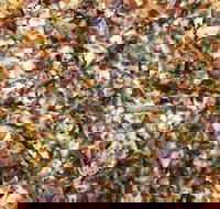 Mitch's Pizza  Pasta - Maitland Accommodation