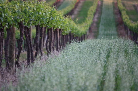 Two Rivers Wines - Maitland Accommodation 2