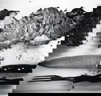 The Queensland Hotel - Maitland Accommodation