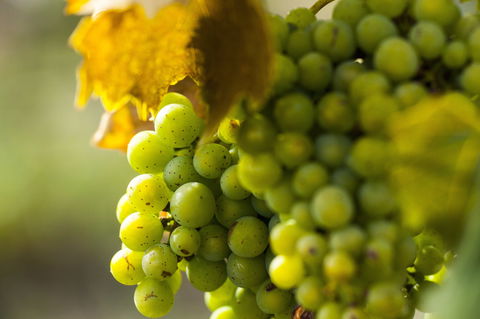 Affleck Vineyard - Maitland Accommodation 0
