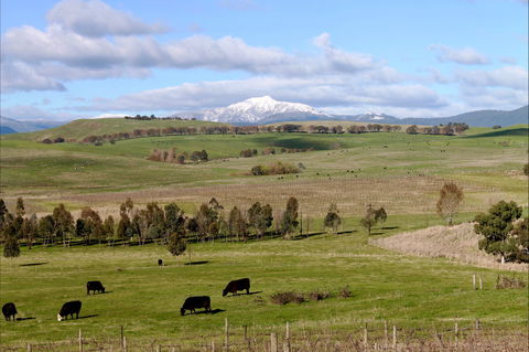 Delatite Winery - Maitland Accommodation 0