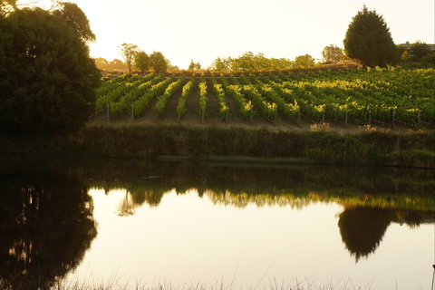 Brook Eden Vineyard - Maitland Accommodation 2