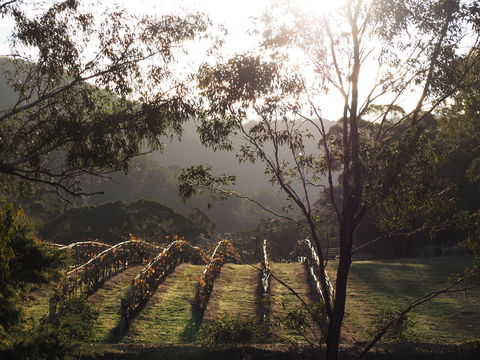 Mountainside Wines - Maitland Accommodation 1