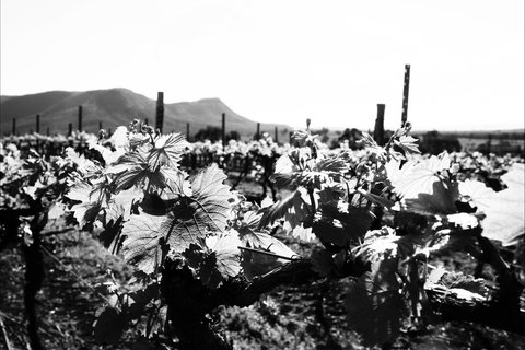 Ballabourneen Wine Co - Maitland Accommodation 0