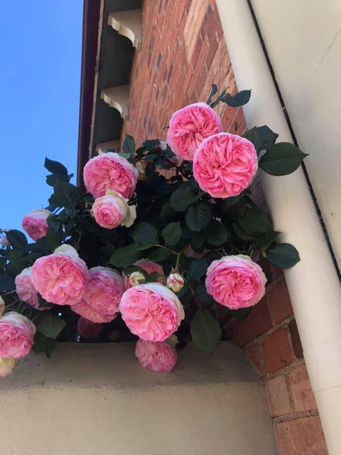 Ingleside Bakery Cafe - Maitland Accommodation 1