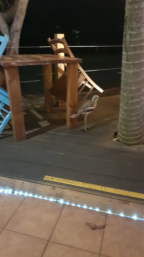 Coco Mojo - Maitland Accommodation 6