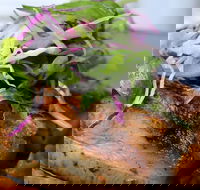 Barchino - Maitland Accommodation