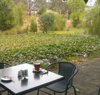 Avocados - Maitland Accommodation