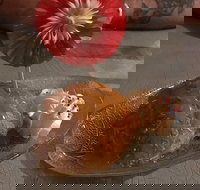 Charm Thai - Upper Coomera - Maitland Accommodation