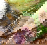 Wa Japanese Cuisine - Maitland Accommodation