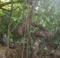 Foxy's Bar - Maitland Accommodation