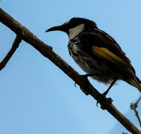 Ivy Cottage - Maitland Accommodation