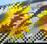 Numinbah Valley Fudge