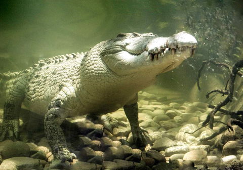 Pullman Reef Hotel Casino - Maitland Accommodation 17