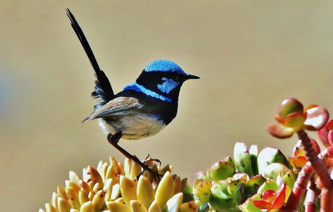 Mercure Kangaroo Island Lodge - Maitland Accommodation 39