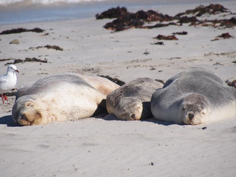 Mercure Kangaroo Island Lodge - Maitland Accommodation 43