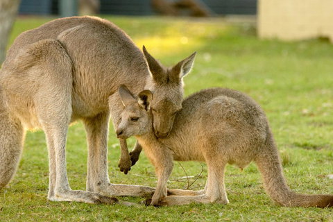 BIG4 Tasman Holiday Parks - Racecourse Beach - Maitland Accommodation 39