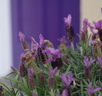 The Purple Door on Seaview - Maitland Accommodation