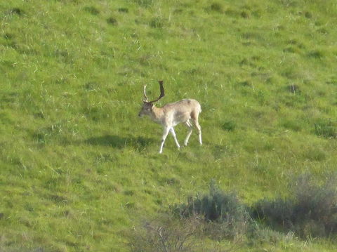 Molly's Chase - Maitland Accommodation 12