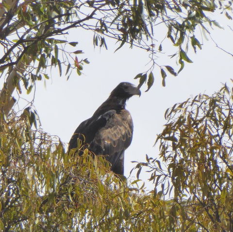 Molly's Chase - Maitland Accommodation 30