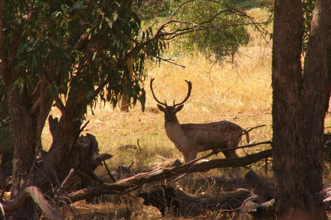 Molly's Chase - Maitland Accommodation 11