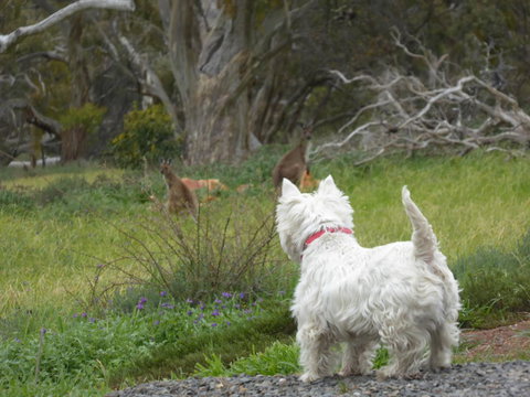 Molly's Chase - Maitland Accommodation 27