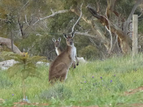 Molly's Chase - Maitland Accommodation 10