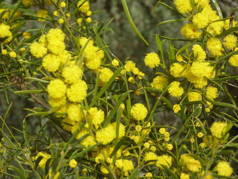 Molly's Chase - Maitland Accommodation 14