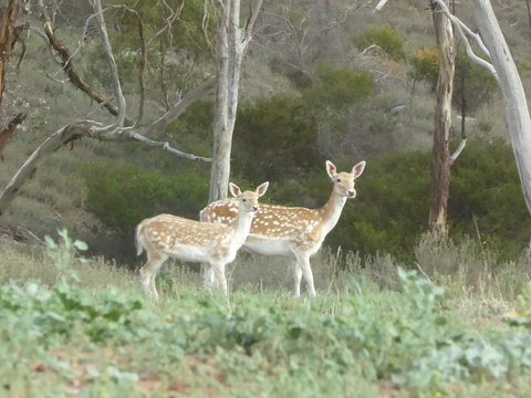 Molly's Chase - Maitland Accommodation 25