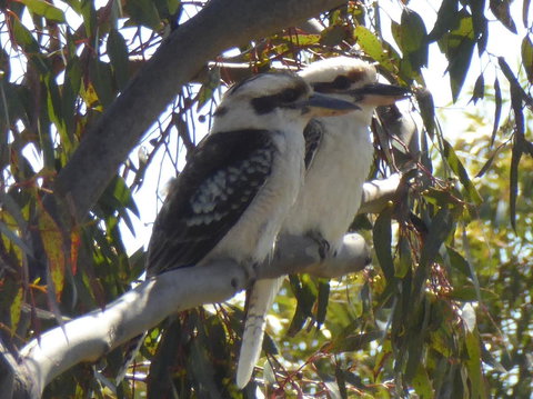 Molly's Chase - Maitland Accommodation 26