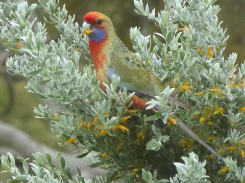 Molly's Chase - Maitland Accommodation 24