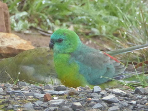 Molly's Chase - Maitland Accommodation 15