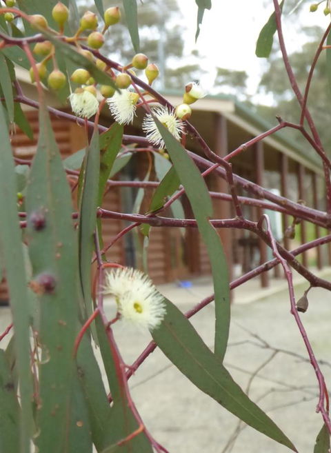 Molly's Chase - Maitland Accommodation 9