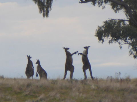 Molly's Chase - Maitland Accommodation 23