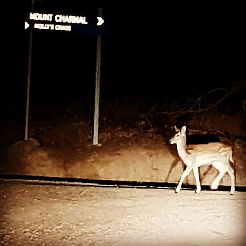 Molly's Chase - Maitland Accommodation 32